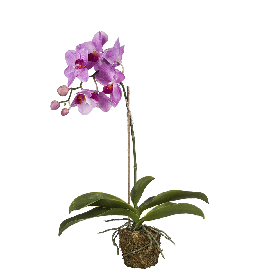 Купить орхидею в сочи. Фаленопсис Aida. Орхидея Амели. Орхидея Пюр Силк.