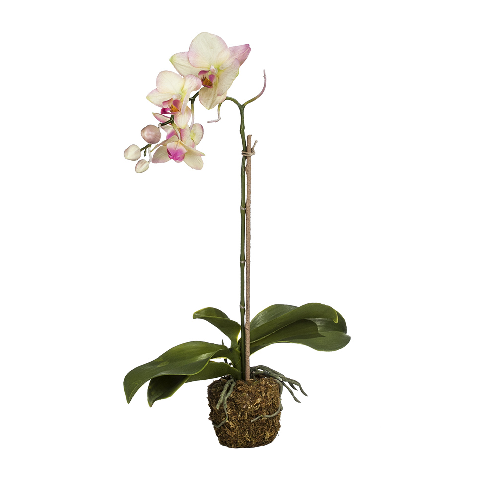Орхидей купить интернет магазин почтой. Силк Орхидея. 519333 Силк Орхидея. Орхидея Imperial Silk. Фаленопсис Silkin.
