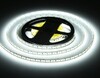 Миниатюра фото светодиодная лента холодный белый ambrella light 14,4w/m 180led/m 2835smd 6500к 5m gs3203 | 220svet.ru