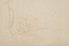 Миниатюра фото полотенце лирика модал экрю 30*50 garda decor 145ert-00409 | 220svet.ru