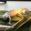 Миниатюра фото настенный светильник chameleon going up usb seletti | 220svet.ru