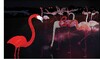 Миниатюра фото композиция светодиодная "фламинго" shg-41-2 | 220svet.ru